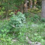 Baby Blue Eyes blanket RRR