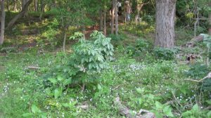 Baby Blue Eyes blanket RRR