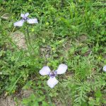Prairie Nymphs at scenic Rancho Richey Refuge