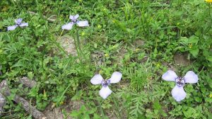 Prairie Nymphs at scenic Rancho Richey Refuge