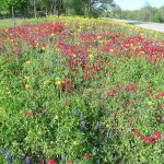 Drummond’s Flox near Belmont