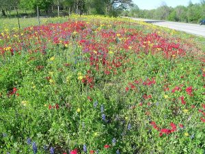 Drummond’s Flox near Belmont