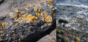Irish Sea Shore