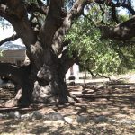 Landmark Oak